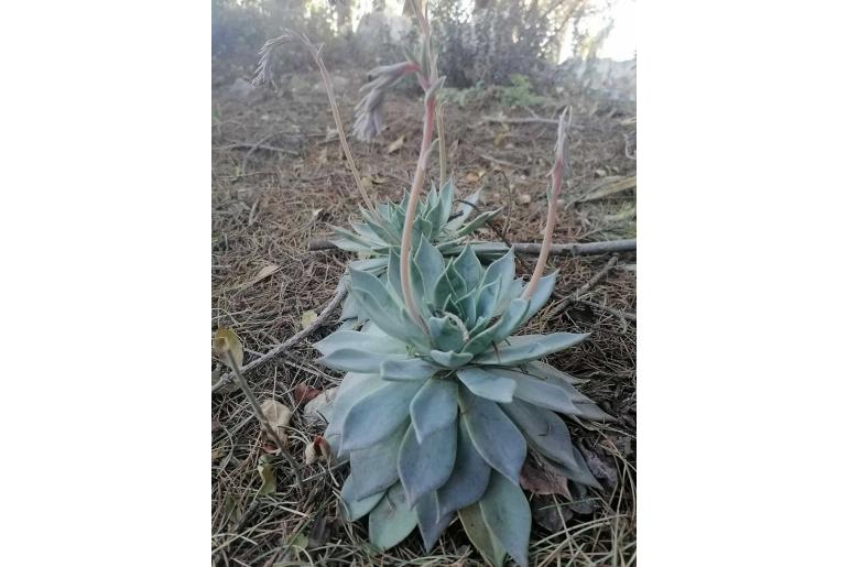 Echeveria cuspidata 6413