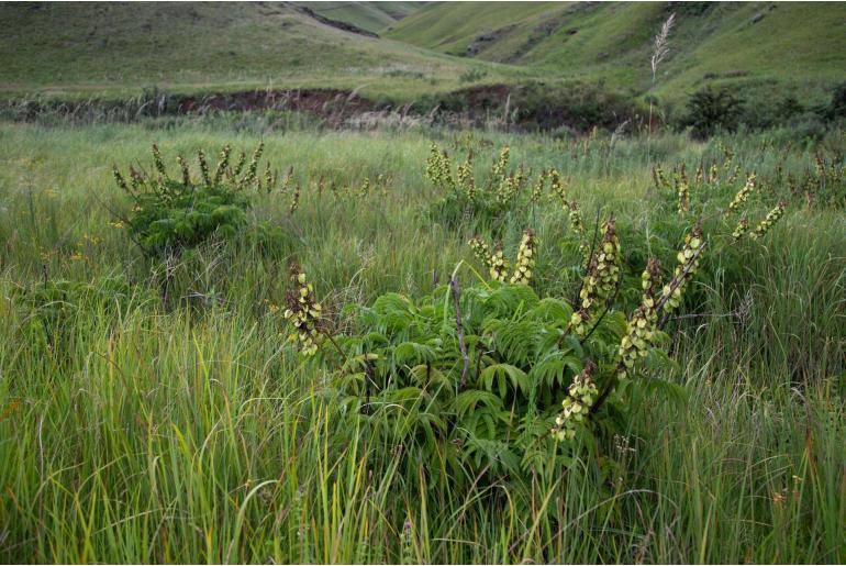 Melianthus villosus -6419