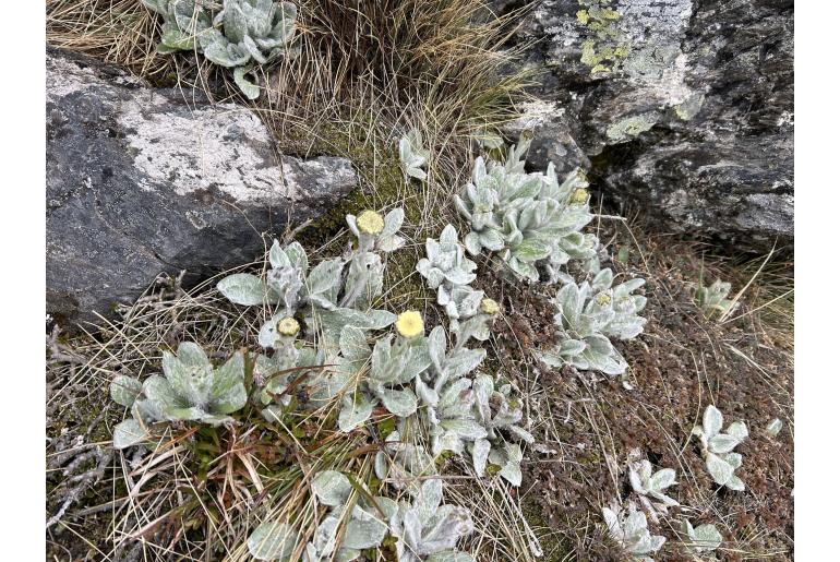 Craspedia lanata&nbsp;6420