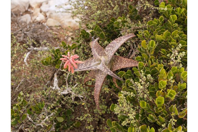 Aloe squarrosa -6425