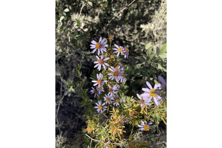 Felicia fruticosa ssp brevipedunculata&nbsp;6431