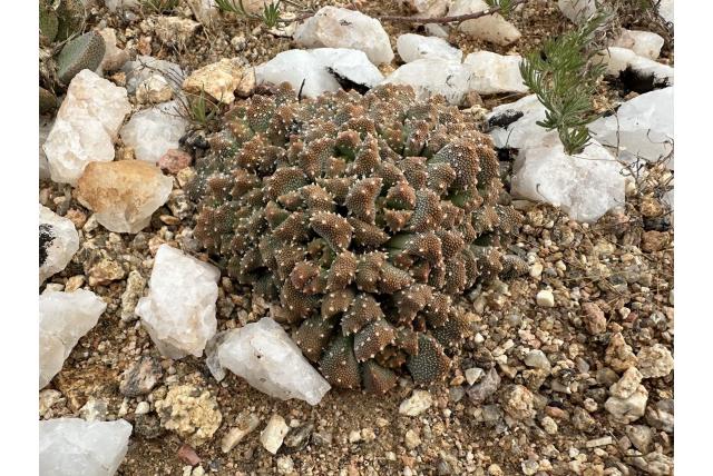 Lückhoff's Aloinopsis