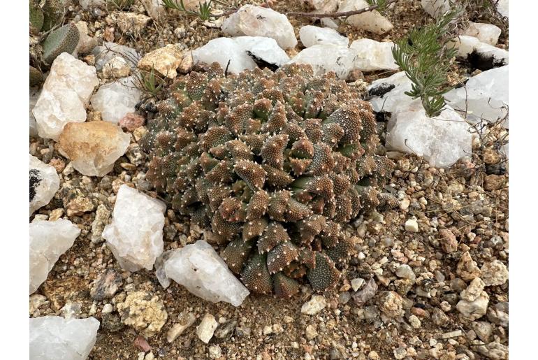 Aloinopsis luckhoffii -6434