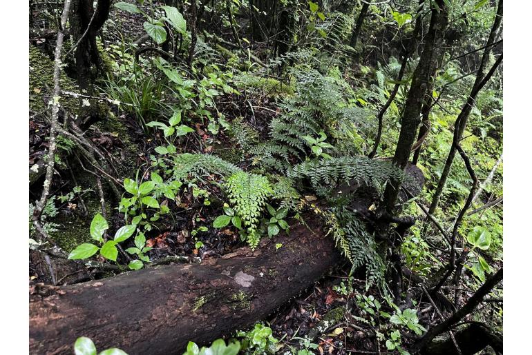 Asplenium aethiopicum ssp aethiopicum 6436