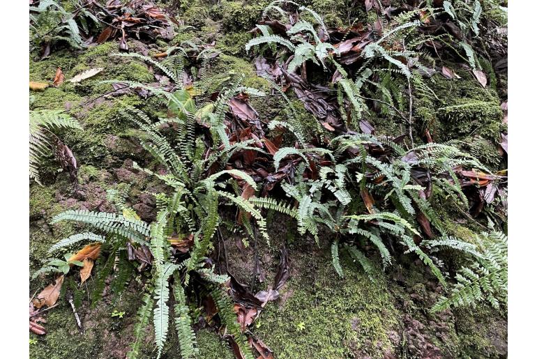Asplenium monanthes 6438