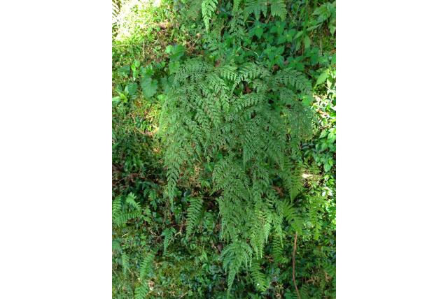 Drievleugelige athyrium