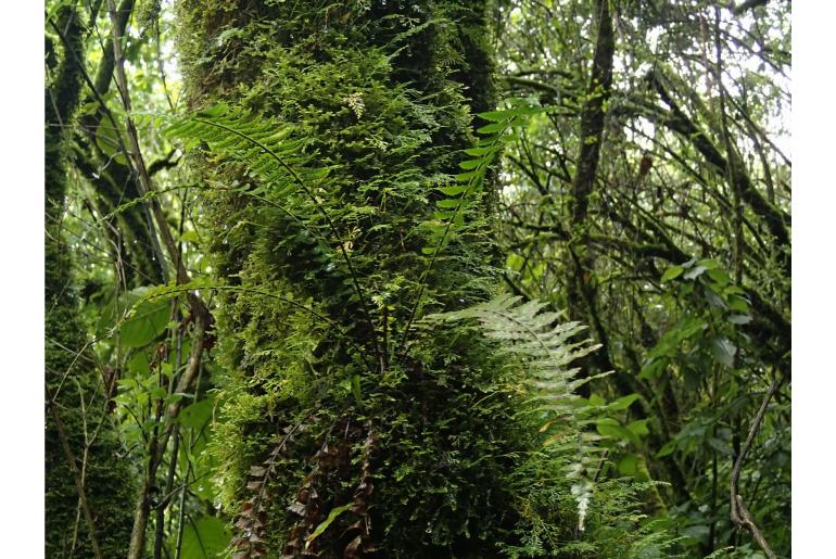 Asplenium protensum 6440