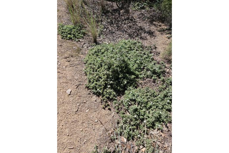 Delosperma invalidum&nbsp;6446