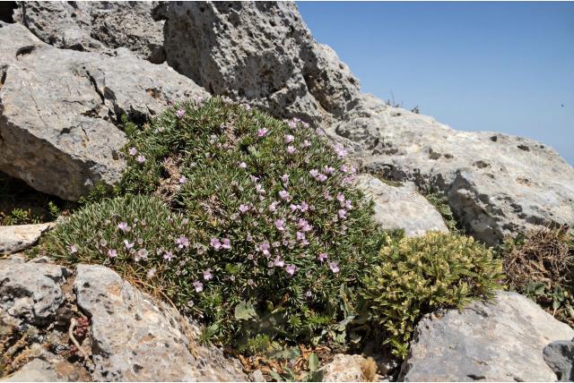 Ulex-achtige acantholimon