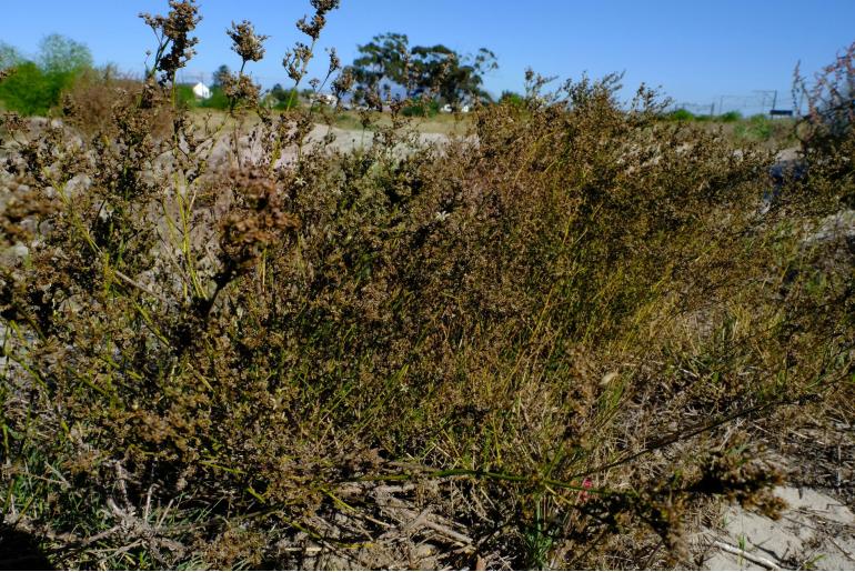 Wahlenbergia adpressa 6463