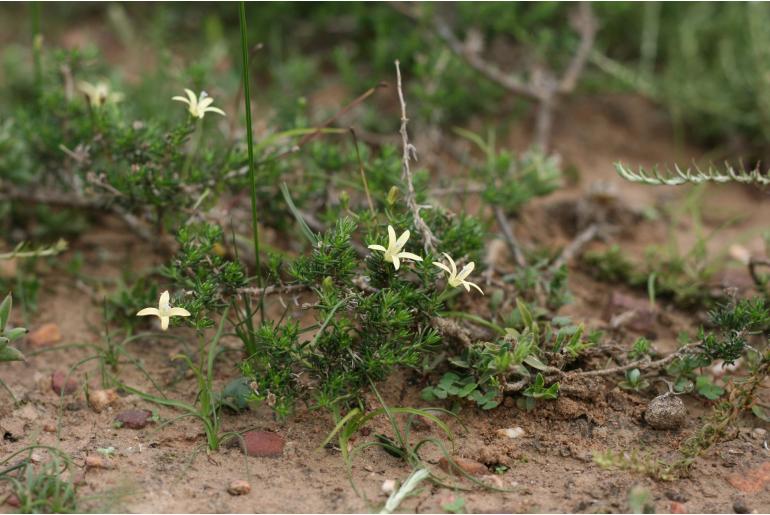 Wahlenbergia albens 6473