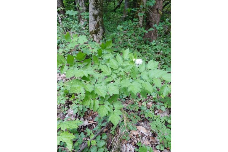 Actaea spicata -6477