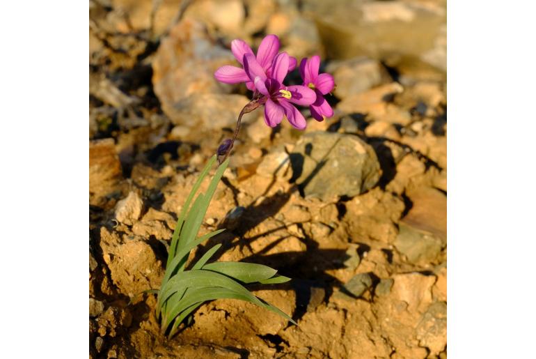Ixia parva 6480