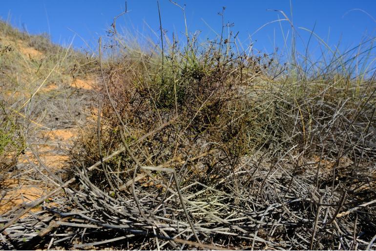 Wahlenbergia asparagoides 6506