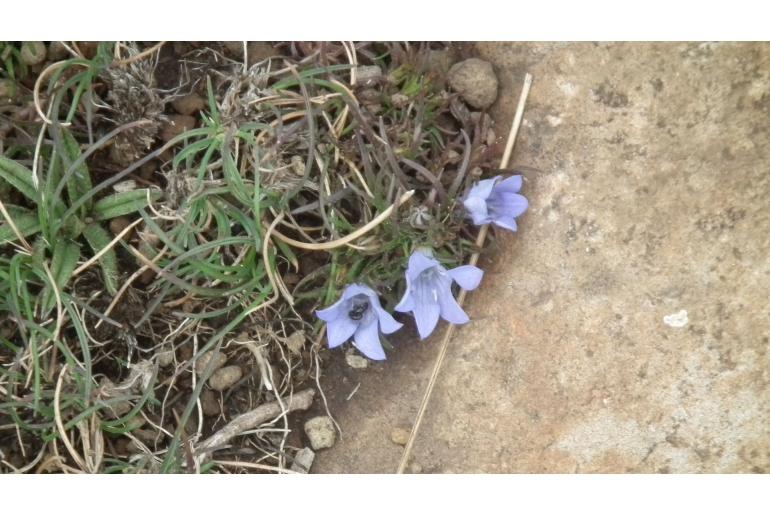 Wahlenbergia polytrichifolia ssp polytrichifolia 6514