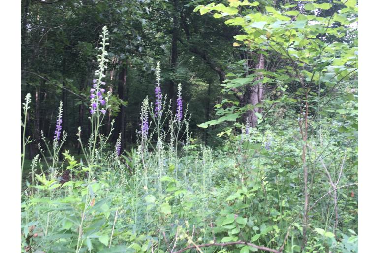 Delphinium exaltatum&nbsp;6518