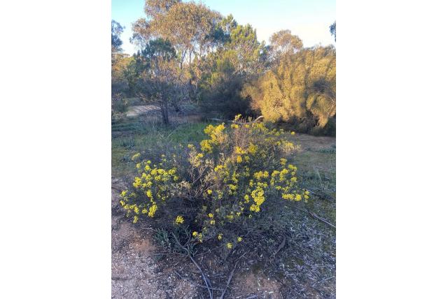 Harsachtige vrucht acacia