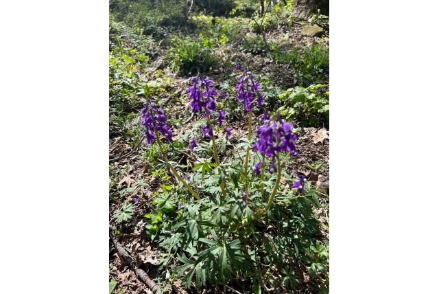 Drie hoorns ridderspoor