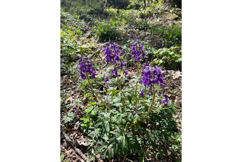 Delphinium tricorne&nbsp;6521