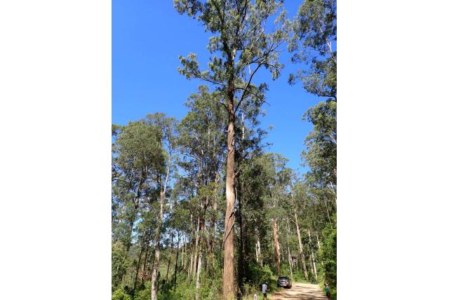 Rummeryi's Eucalyptus Rummeryi's Eucalyptus