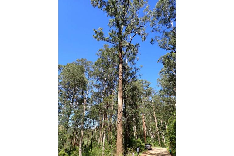 Eucalyptus rummeryi 6536