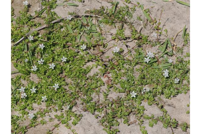 Kruipende breukkruid Kruipende breukkruid