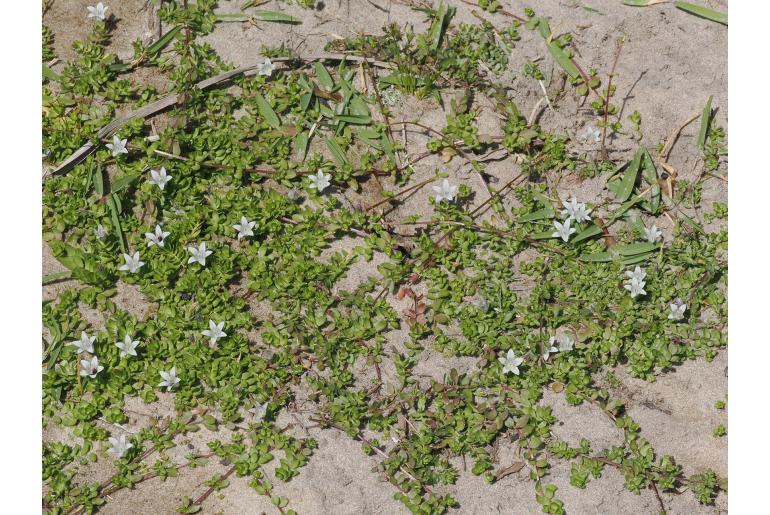 Wahlenbergia procumbens 6538