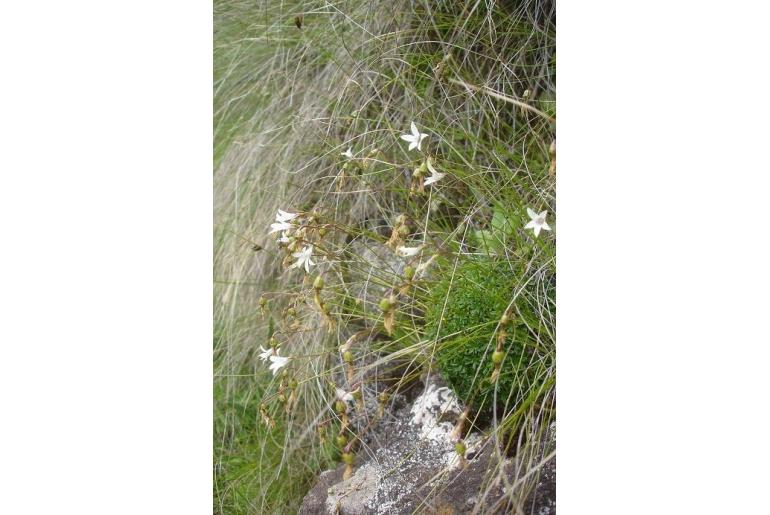 Wahlenbergia pulvillus-gigantis 6539