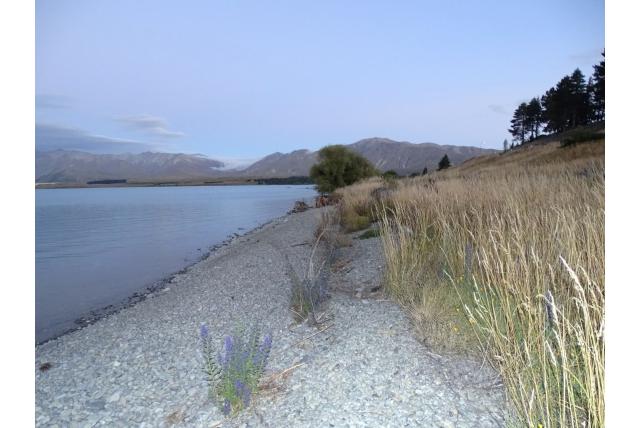 Gewone glanshaver