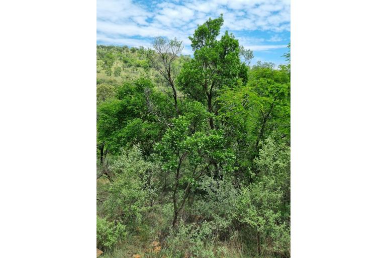 Canthium suberosum&nbsp;6547