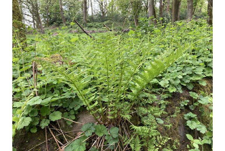 Athyrium filix-femina 6553