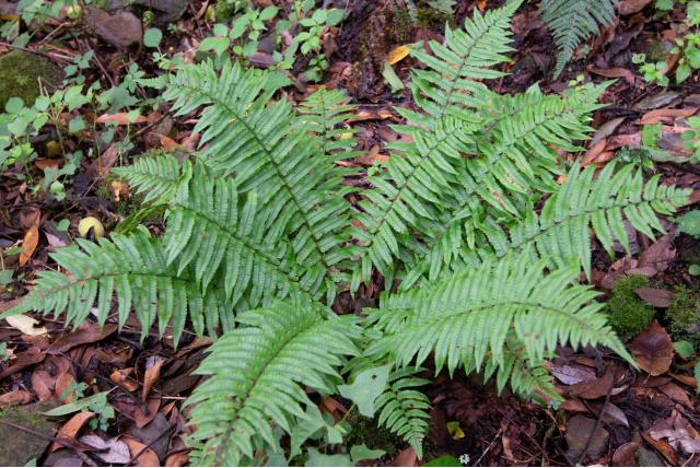 Dickins dryopteris