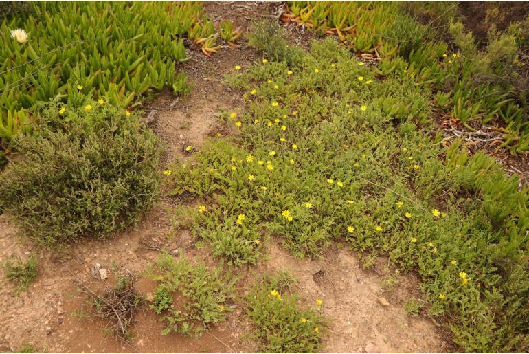 Arctotis arctotoides -6567