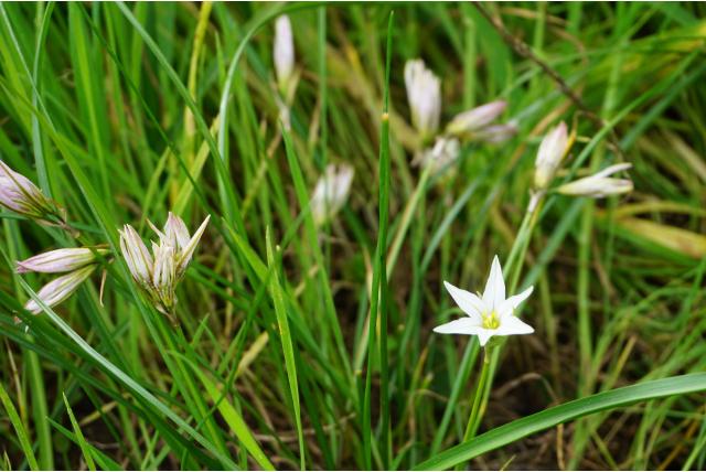 Bevallige Ipheion Bevallige Ipheion