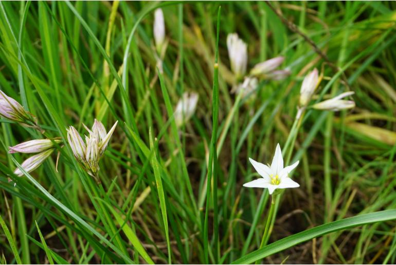 Tristagma gracile Tristagma gracile -6571