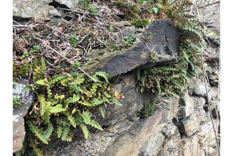 Asplenium ceterach 6576