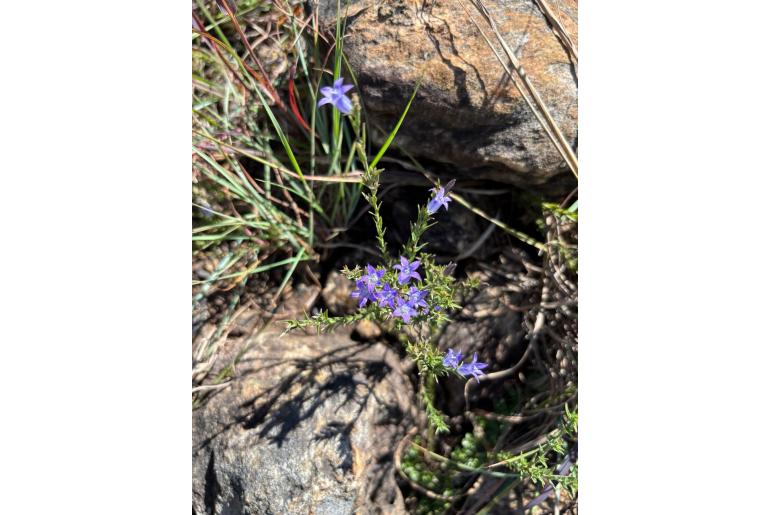 Wahlenbergia squamifolia 6579