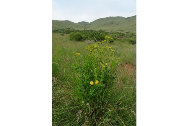 Codd's zonmadeliefje