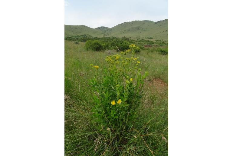 Berkheya coddii&nbsp;6605