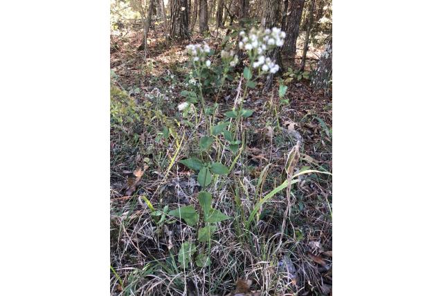 Aromatische Ageratina