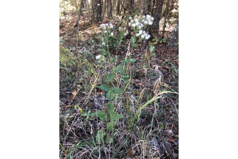 Ageratina aromatica&nbsp;6612