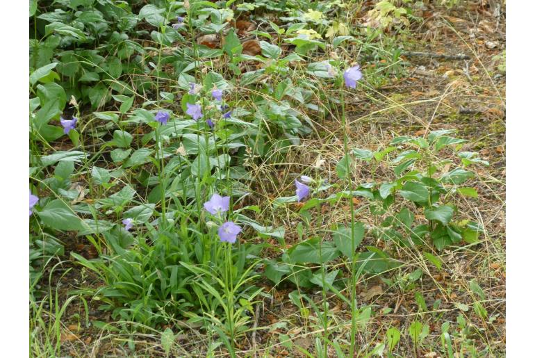 Campanula persicifolia -6617