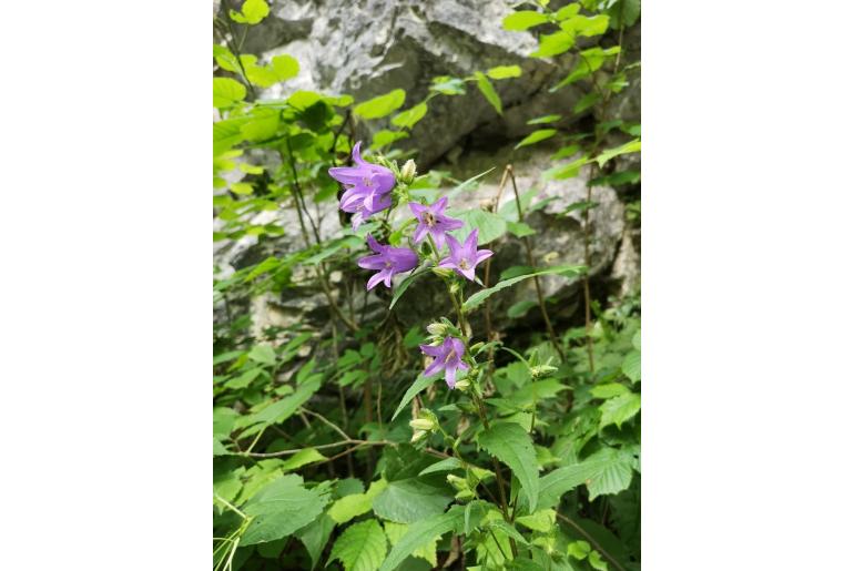 Campanula trachelium -6618