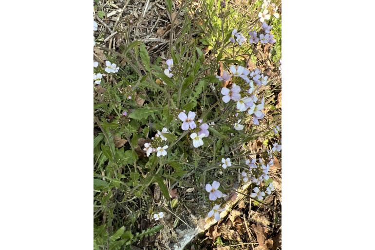 Cardamine pratensis -6620