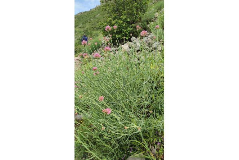 Valeriana lecoqii -6624