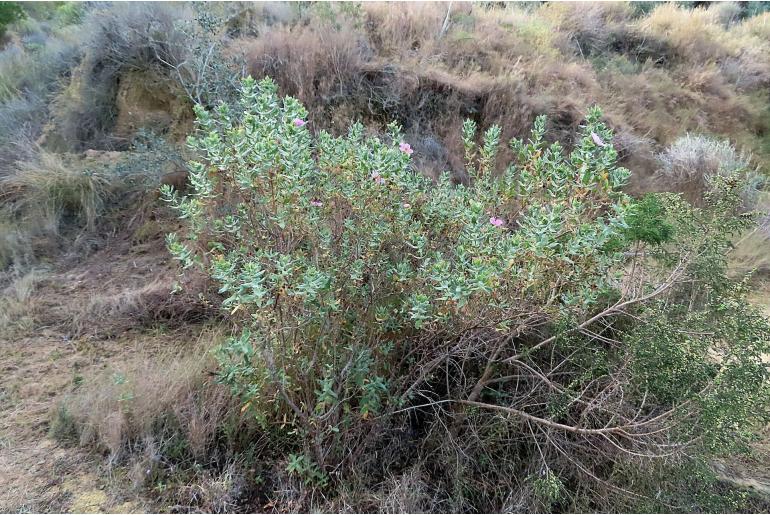 Cistus albidus -6627