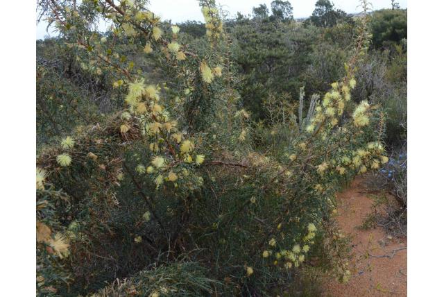 Heward's banksia