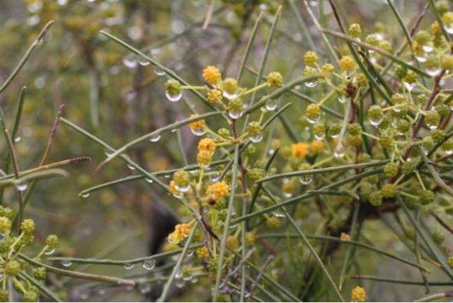 Spitsblad acacia