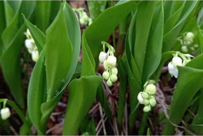 Convallaria majalis 6648
