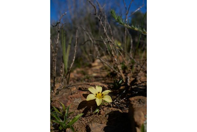 Luchthoorn moraea